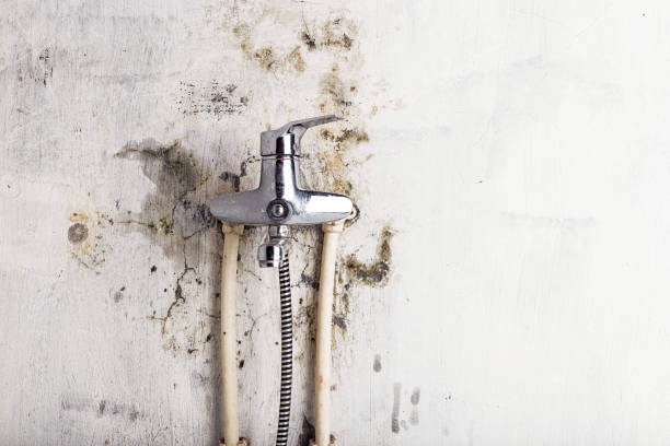 Best Black Mold Removal  in Nth Bend, OR