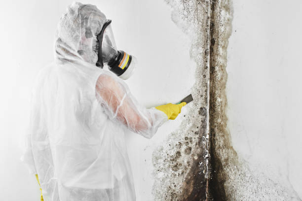 Best Professional Mold Removal  in Nth Bend, OR