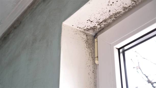 Best Local Mold Removal Service  in Nth Bend, OR