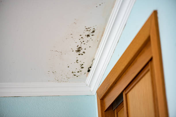 Best Water Damage Restoration  in Nth Bend, OR
