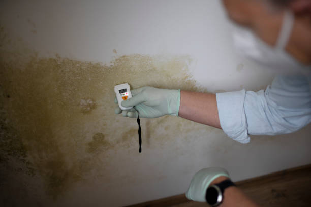 Best Office Mold Removal Services  in Nth Bend, OR