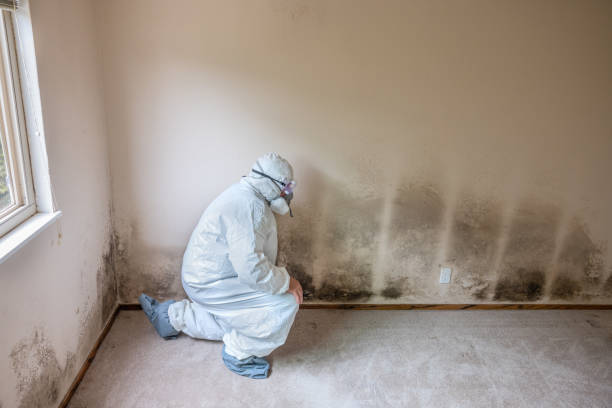 Best Attic Mold Removal  in Nth Bend, OR
