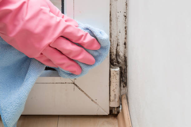 Best Same-Day Mold Removal  in Nth Bend, OR