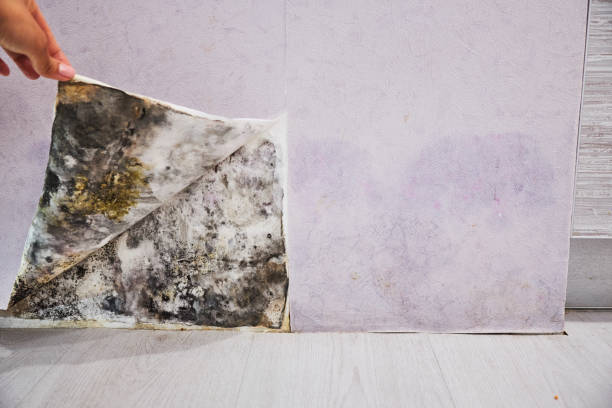 Reliable North Bend, OR Mold Removal Solutions